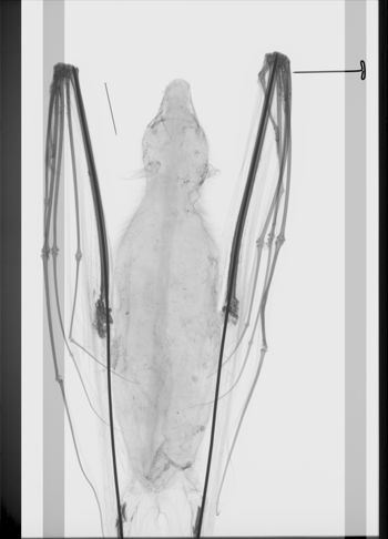 Media type: image; Mammalogy 2551   Description: Xray of skin.;